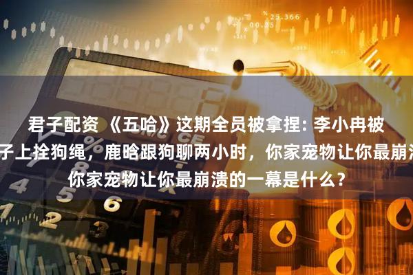 君子配资 《五哈》这期全员被拿捏: 李小冉被气哭？邓超往脖子上拴狗绳，鹿晗跟狗聊两小时，你家宠物让你最崩溃的一幕是什么？